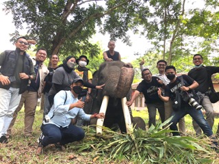 Gajah Jantan di Waykambas Lampung Menderita Sakit, drh.Hesti: Hanya Sakit Kembung Gajah Jantan di Waykambas Lampung Menderita Sakit, drh.Hesti: Hanya Sakit Kembung