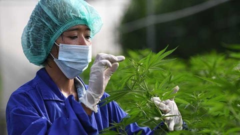 Pemerintah Thailand Berencana Bakal Melarang Penggunaan Ganja Mulai Akhir 2024 Pemerintah Thailand Berencana Bakal Melarang Penggunaan Ganja Mulai Akhir 2024