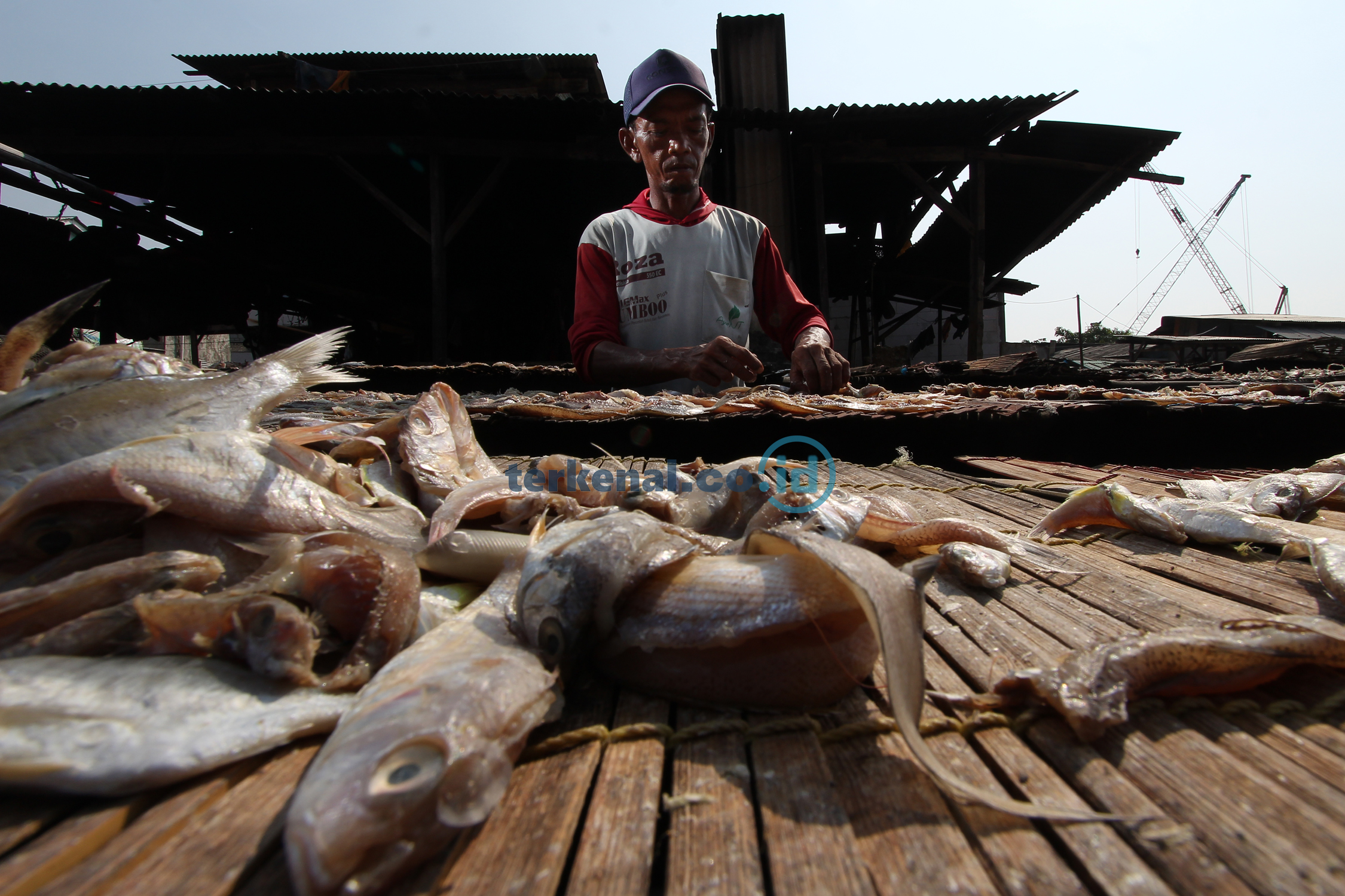 FOTO: Hasil Tangkapan Nelayan, Begini Proses Menjemur Ikan Asin 1 5FB28C20 5D84 4EA0 BA39 13C379934F2E