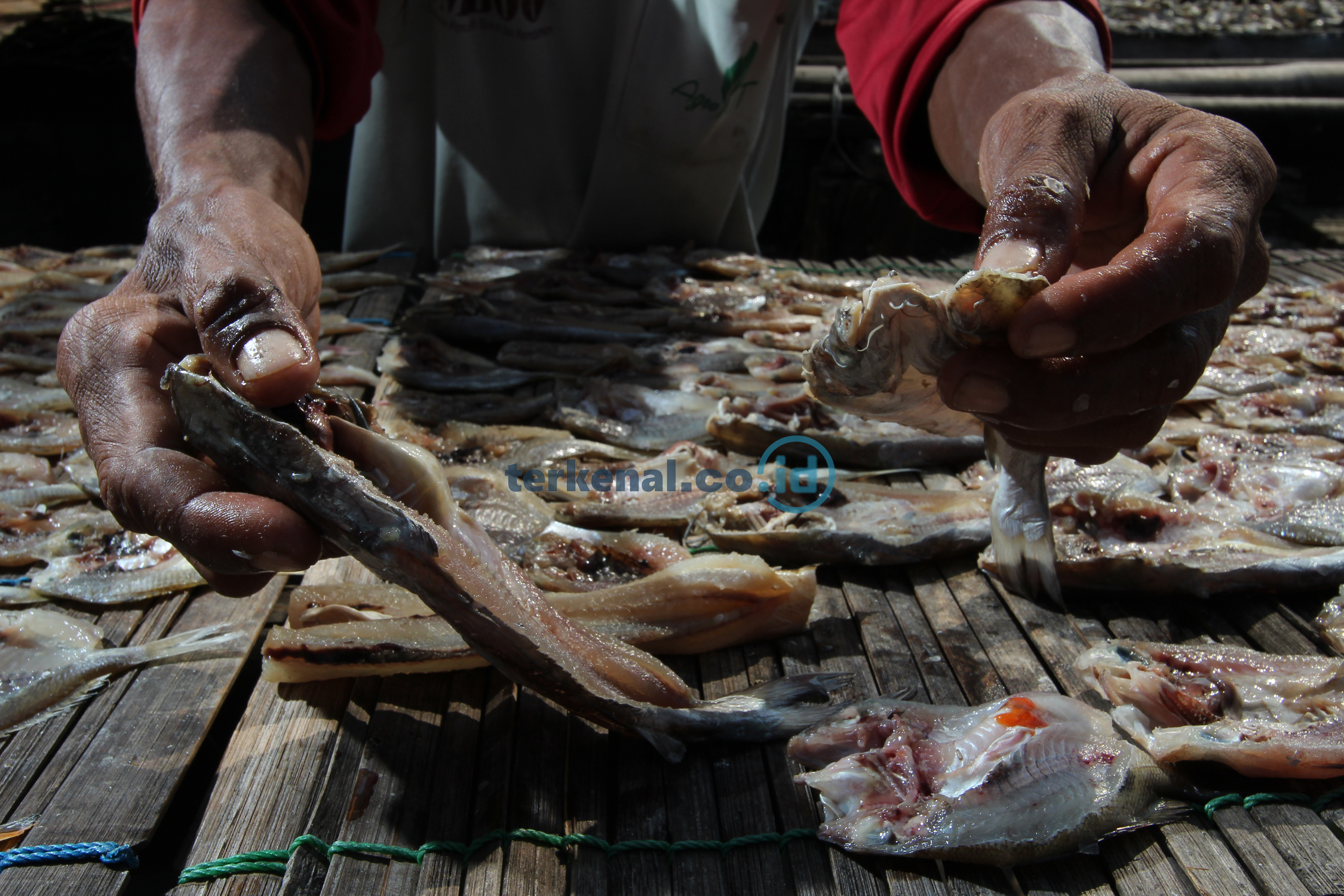 FOTO: Hasil Tangkapan Nelayan, Begini Proses Menjemur Ikan Asin 3 B0221E1C FCE9 4546 8F45 6B6DB7830171