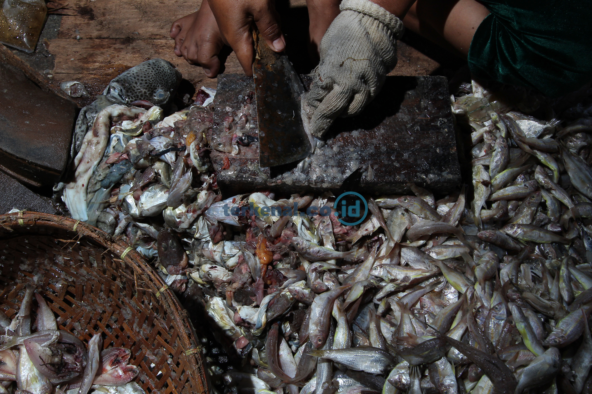 FOTO: Hasil Tangkapan Nelayan, Begini Proses Menjemur Ikan Asin 2 CD4F2C51 FA48 4098 BF5C BEF581D0FF85
