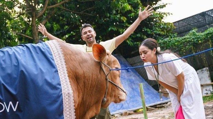 Berkah! Ini Deretan 5 Selebritis Berkurban Sapi Ukuran Jombo Berkah! Ini Deretan 5 Selebritis Berkurban Sapi Ukuran Jombo