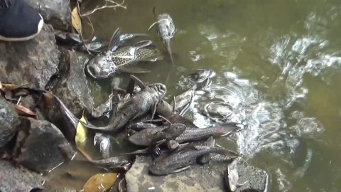 VIDEO: Ikan Mati di Kali Sadang dan Pencemaran Sungai Cilemahabang Bekasi VIDEO: Ikan Mati di Kali Sadang dan Pencemaran Sungai Cilemahabang Bekasi