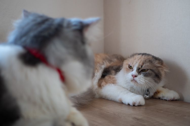 Demi Selamatkan Kucing, Siswa SD Harus Kehilangan Kakinya Akibat Terlindas Truk Demi Selamatkan Kucing, Siswa SD Harus Kehilangan Kakinya Akibat Terlindas Truk
