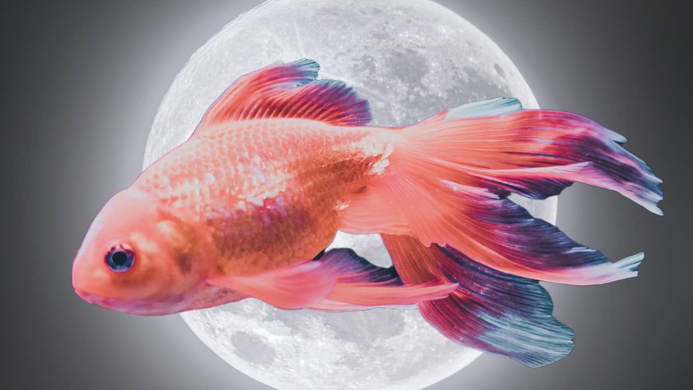 Horoskop Untuk Setiap Tanda Zodiak Pada 29 Mei — Bulan Memasuki Pisces Horoskop Untuk Setiap Tanda Zodiak Pada 29 Mei — Bulan Memasuki Pisces