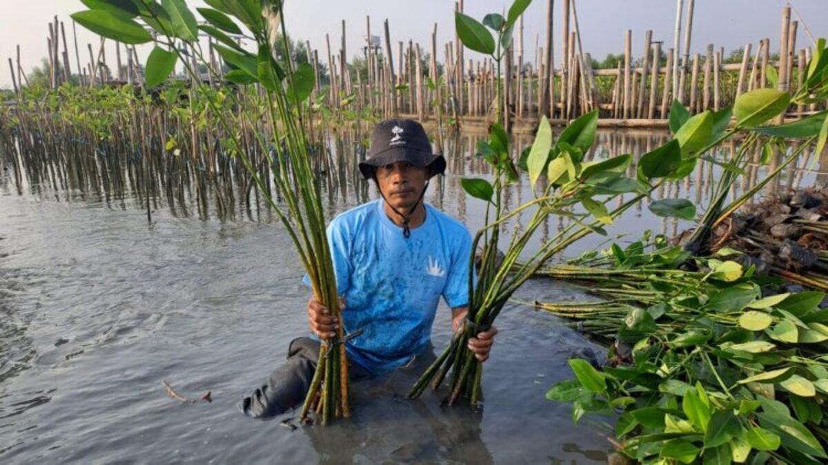 Upaya Keberlanjutan LindungiHutan di Tambakrejo, Kota Semarang Upaya Keberlanjutan LindungiHutan di Tambakrejo, Kota Semarang