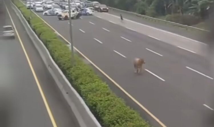 Waduh! Sapi Masuk ke Tol Jagorawi Waduh! Sapi Masuk ke Tol Jagorawi