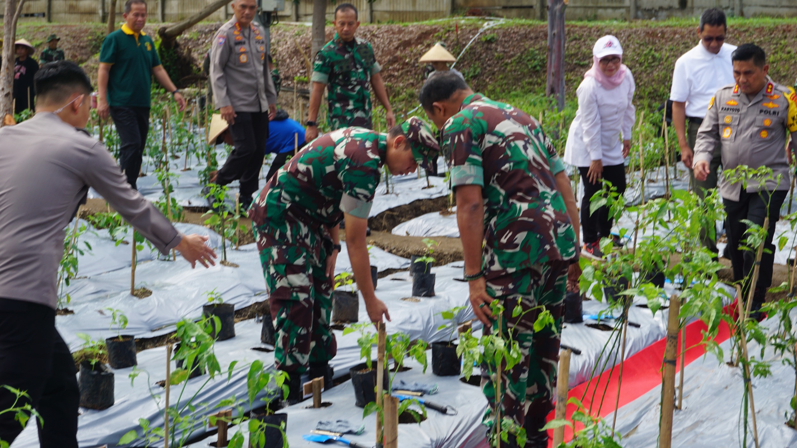 Mantap! Koramil 03/Tj. Priok Luncurkan Program Urban Farming Mantap! Koramil 03/Tj. Priok Luncurkan Program Urban Farming