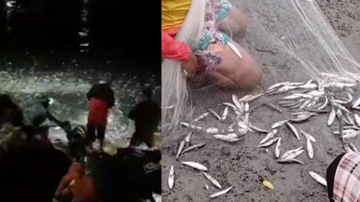 Viral! Jutaan Ikan Beterbangan di Pantai Tasikmalaya Viral! Jutaan Ikan Beterbangan di Pantai Tasikmalaya